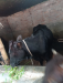 Fram Cow